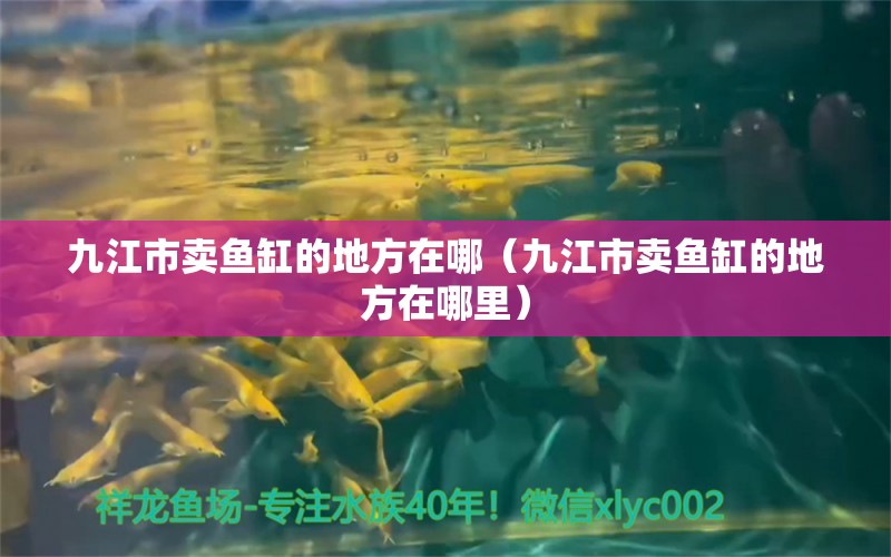 九江市卖鱼缸的地方在哪（九江市卖鱼缸的地方在哪里）