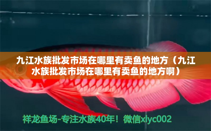 九江水族批发市场在哪里有卖鱼的地方（九江水族批发市场在哪里有卖鱼的地方啊） 观赏鱼水族批发市场