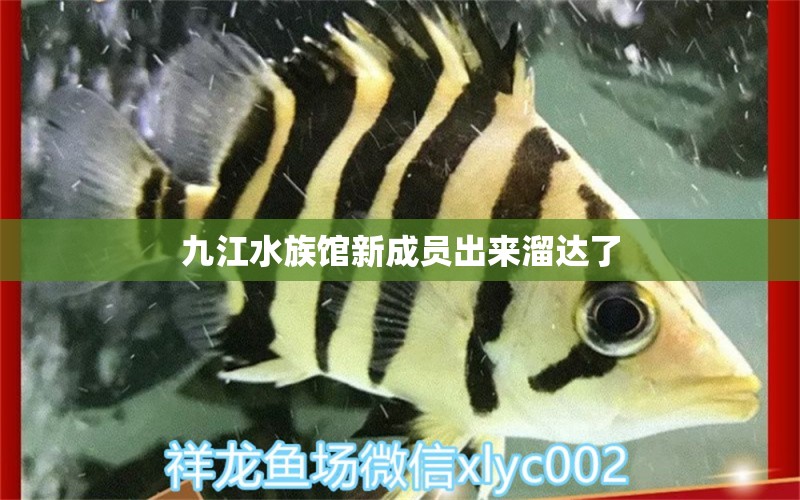 九江水族馆新成员出来溜达了 BD魟鱼 第3张