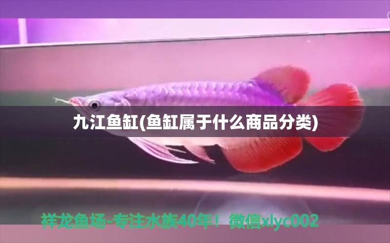 九江鱼缸(鱼缸属于什么商品分类)