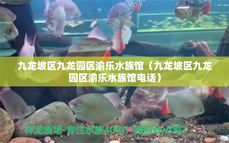 九龙坡区九龙园区渝乐水族馆（九龙坡区九龙园区渝乐水族馆电话） 全国水族馆企业名录