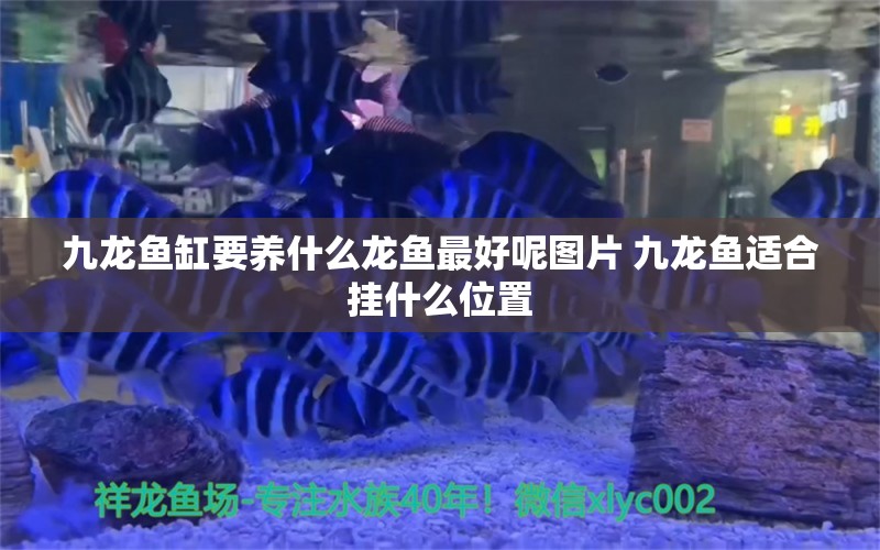 九龙鱼缸要养什么龙鱼最好呢图片 九龙鱼适合挂什么位置