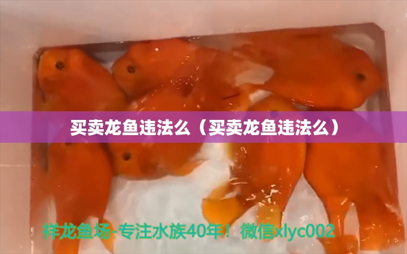 买卖龙鱼违法么（买卖龙鱼违法么）