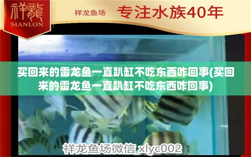 买回来的雷龙鱼一直趴缸不吃东西咋回事(买回来的雷龙鱼一直趴缸不吃东西咋回事)