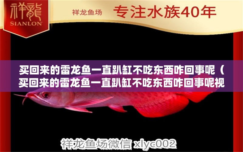 买回来的雷龙鱼一直趴缸不吃东西咋回事呢（买回来的雷龙鱼一直趴缸不吃东西咋回事呢视频） 广州龙鱼批发市场