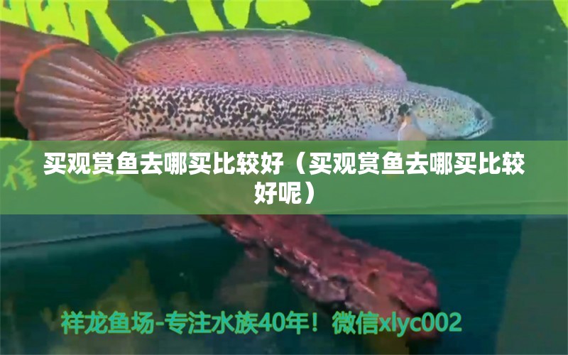 买观赏鱼去哪买比较好（买观赏鱼去哪买比较好呢） 量子养鱼技术