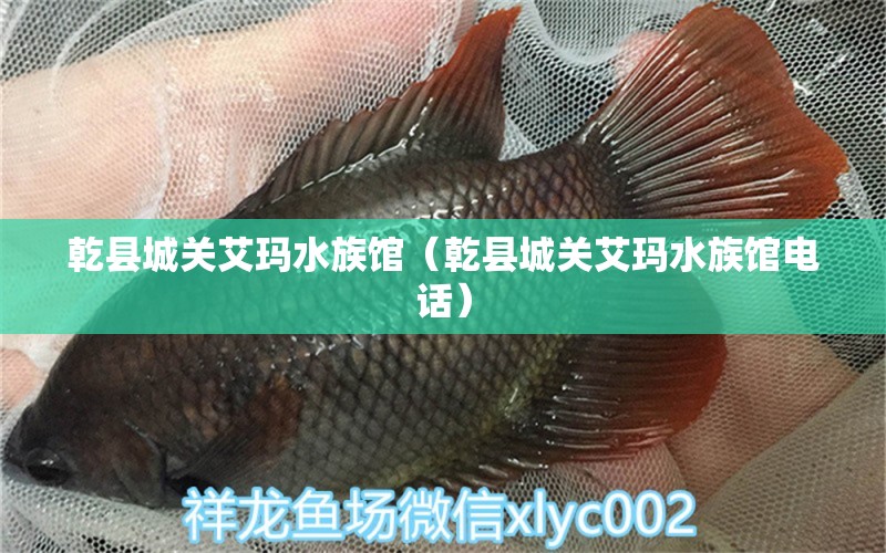 乾县城关艾玛水族馆（乾县城关艾玛水族馆电话）