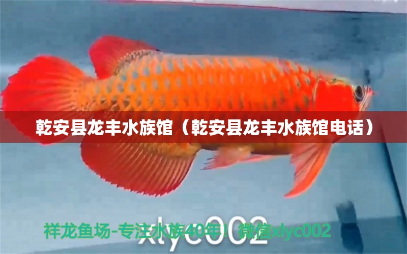 乾安县龙丰水族馆（乾安县龙丰水族馆电话）