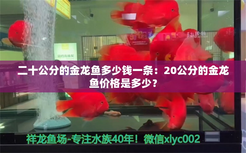 二十公分的金龙鱼多少钱一条：20公分的金龙鱼价格是多少？ 水族问答 第1张