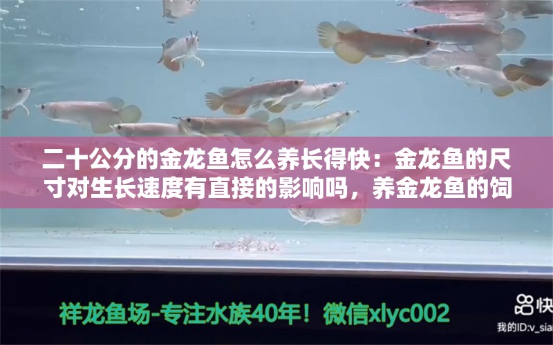 二十公分的金龙鱼怎么养长得快：金龙鱼的尺寸对生长速度有直接的影响吗，养金龙鱼的饲养技巧 水族问答 第1张