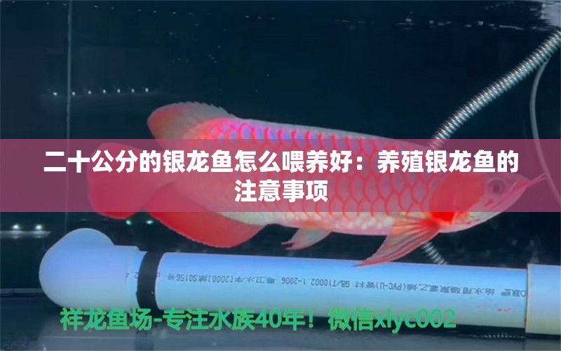 二十公分的银龙鱼怎么喂养好：养殖银龙鱼的注意事项 水族问答 第1张