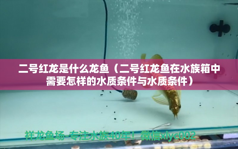 二号红龙是什么龙鱼（二号红龙鱼在水族箱中需要怎样的水质条件与水质条件）