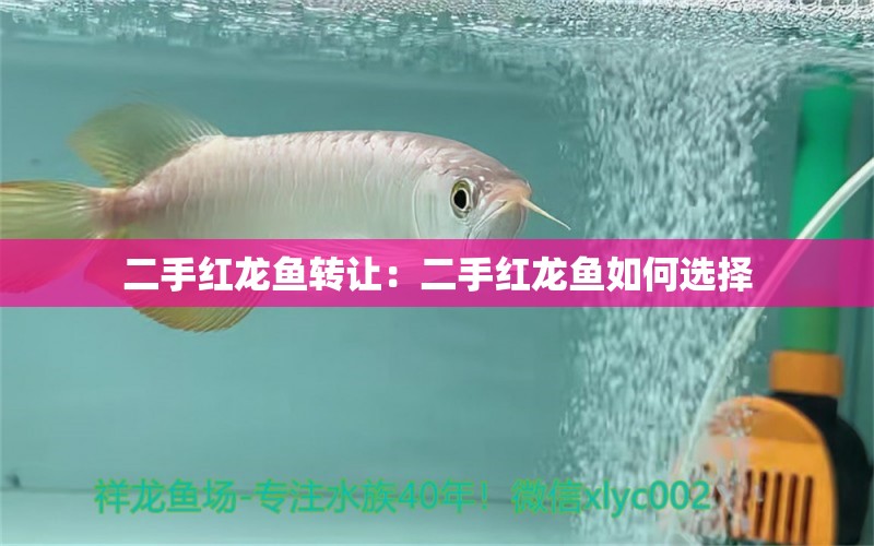 二手红龙鱼转让：二手红龙鱼如何选择 水族问答 第2张