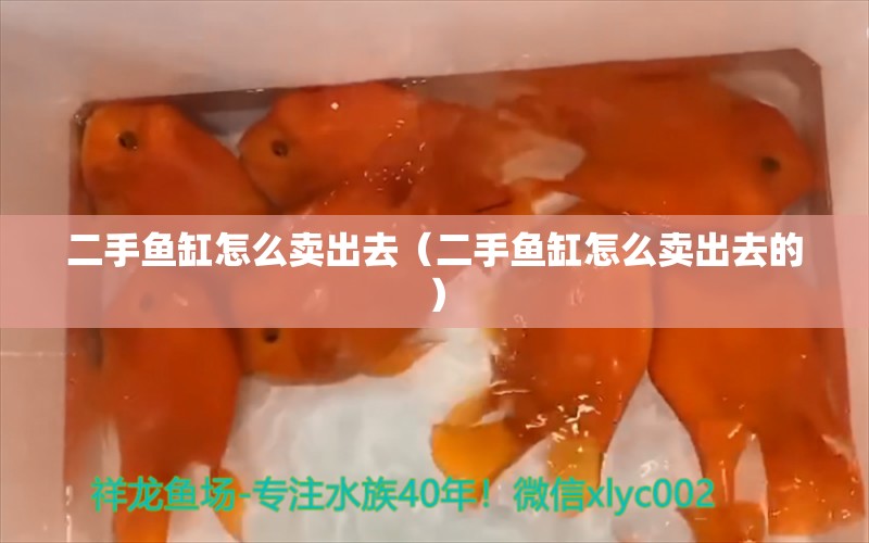 二手鱼缸怎么卖出去（二手鱼缸怎么卖出去的） 祥龙水族医院