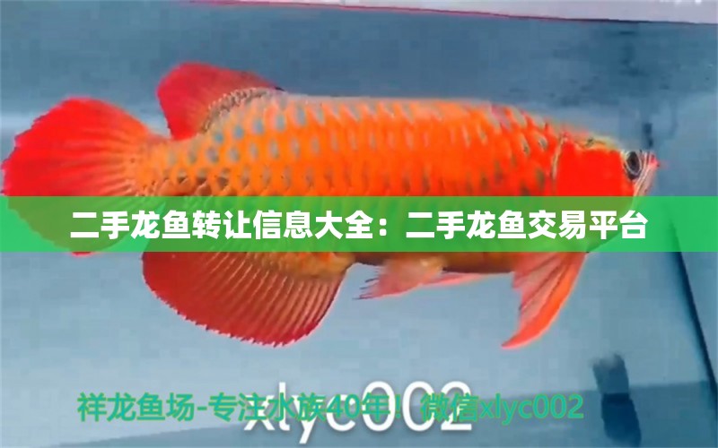 二手龙鱼转让信息大全：二手龙鱼交易平台 广州水族批发市场