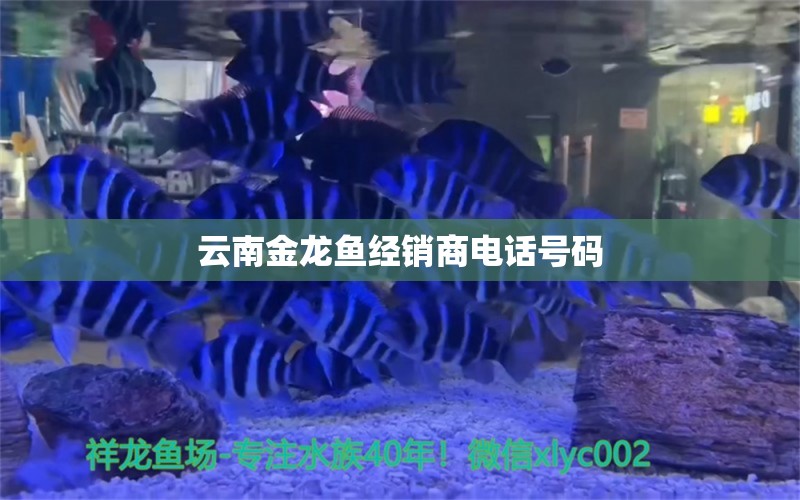 云南金龙鱼经销商电话号码