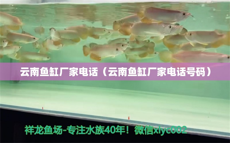 云南鱼缸厂家电话（云南鱼缸厂家电话号码）