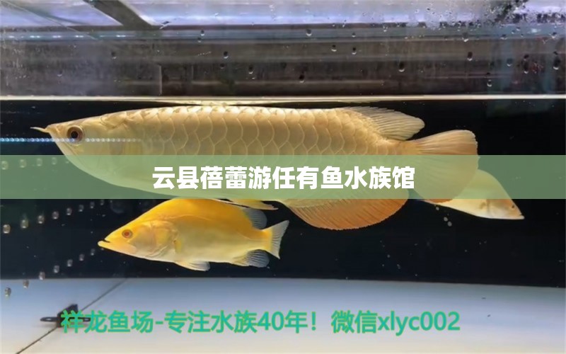 云县蓓蕾游任有鱼水族馆