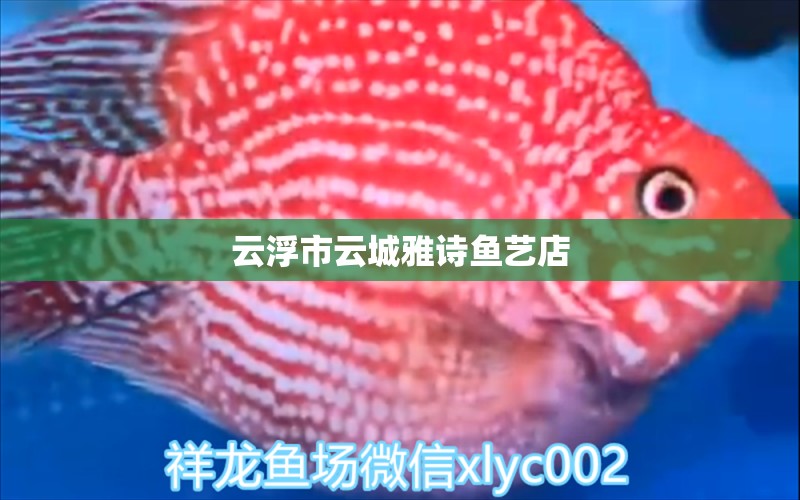 云浮市云城雅诗鱼艺店 全国水族馆企业名录