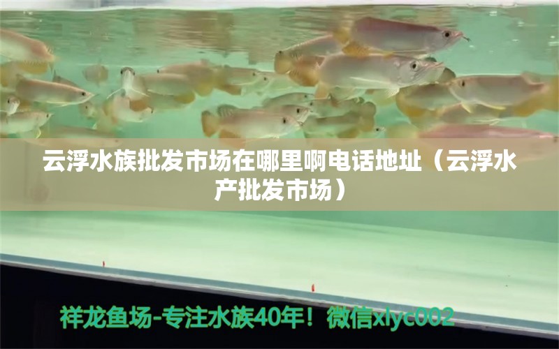 云浮水族批发市场在哪里啊电话地址（云浮水产批发市场） 观赏鱼批发