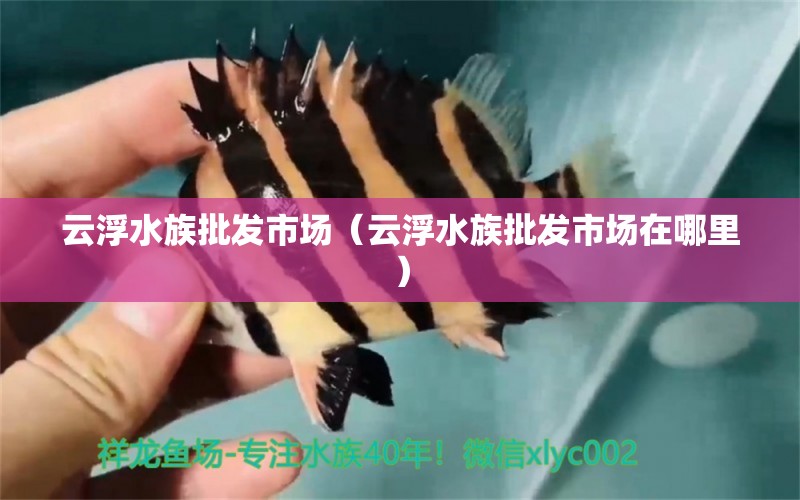 云浮水族批发市场（云浮水族批发市场在哪里）