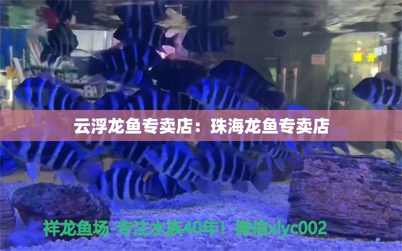 云浮龙鱼专卖店：珠海龙鱼专卖店 全国观赏鱼市场 第3张