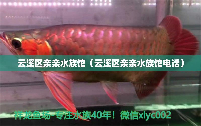 云溪区亲亲水族馆（云溪区亲亲水族馆电话）