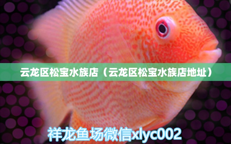 云龙区松宝水族店（云龙区松宝水族店地址）