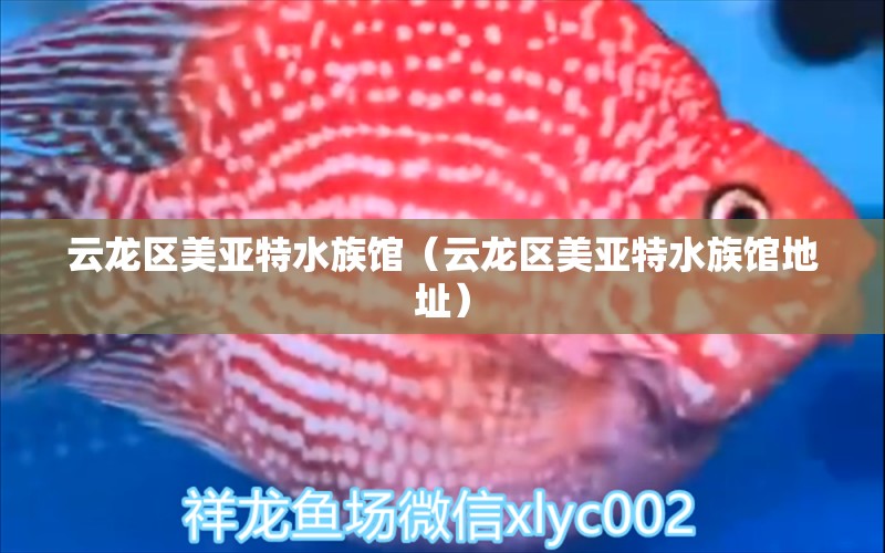 云龙区美亚特水族馆（云龙区美亚特水族馆地址）