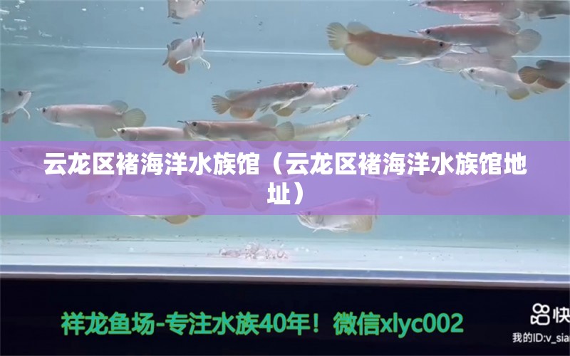 云龙区褚海洋水族馆（云龙区褚海洋水族馆地址）