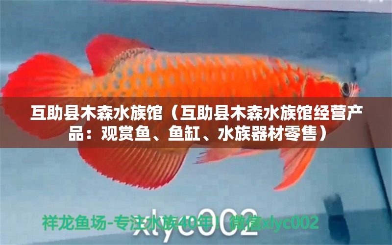 互助县木森水族馆（互助县木森水族馆经营产品：观赏鱼、鱼缸、水族器材零售） 全国观赏鱼市场 第1张