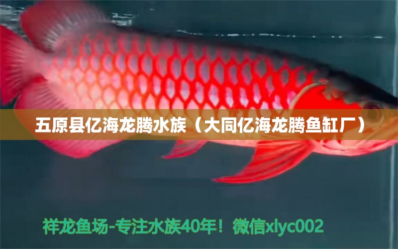 五原县亿海龙腾水族（大同亿海龙腾鱼缸厂） 全国水族馆企业名录