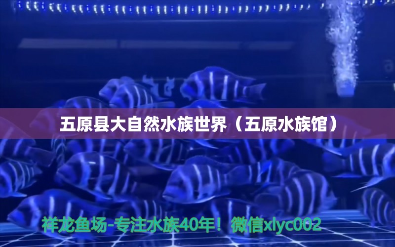 五原县大自然水族世界（五原水族馆）