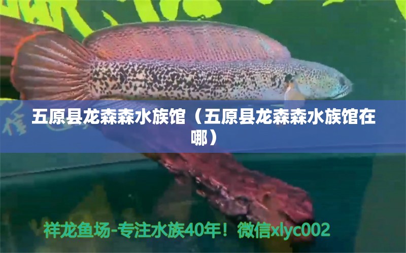 五原县龙森森水族馆（五原县龙森森水族馆在哪）