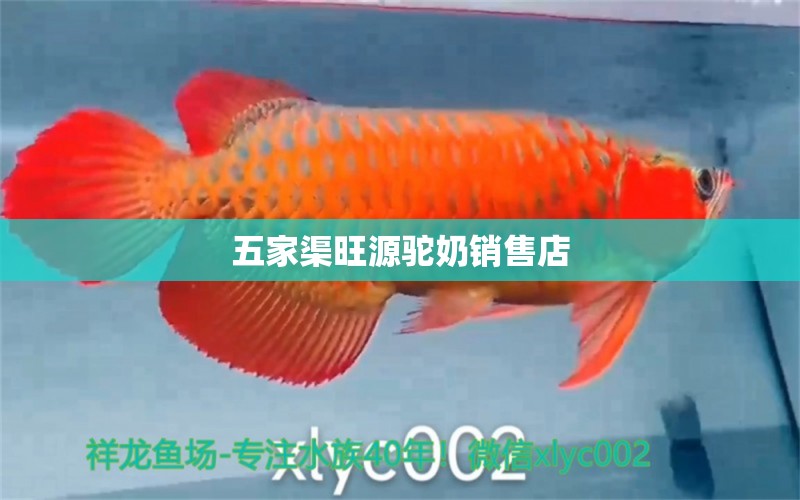 五家渠旺源驼奶销售店 全国水族馆企业名录