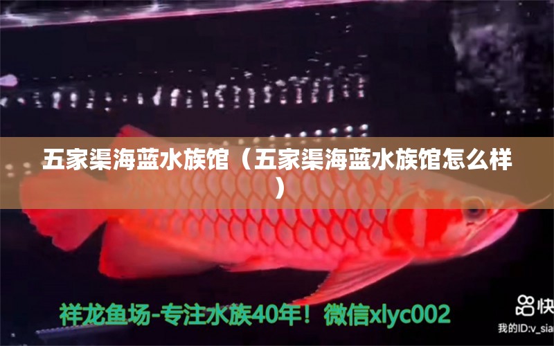 五家渠海蓝水族馆（五家渠海蓝水族馆怎么样）