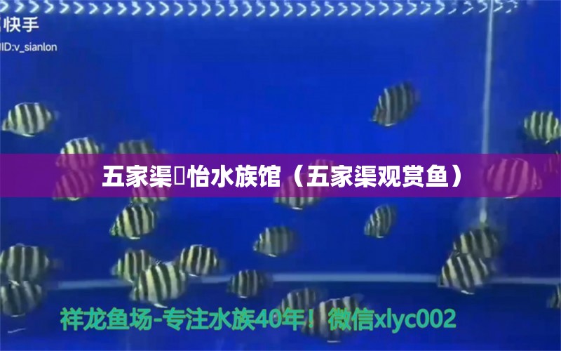 五家渠璟怡水族馆（五家渠观赏鱼） 全国水族馆企业名录