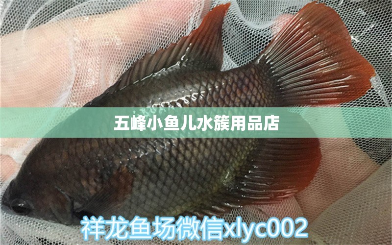 五峰小鱼儿水簇用品店 全国水族馆企业名录