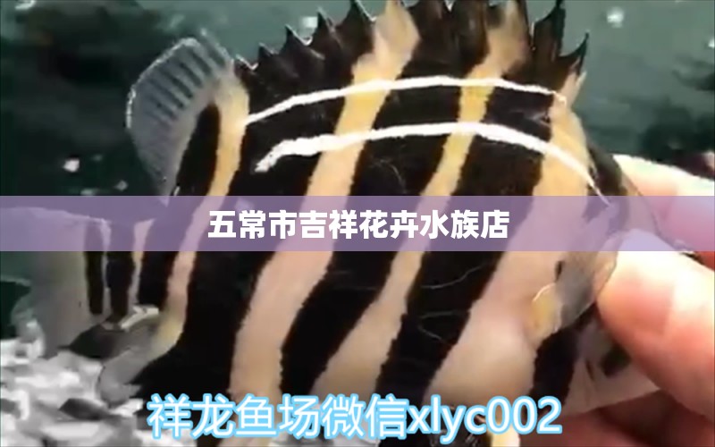 五常市吉祥花卉水族店 全国水族馆企业名录