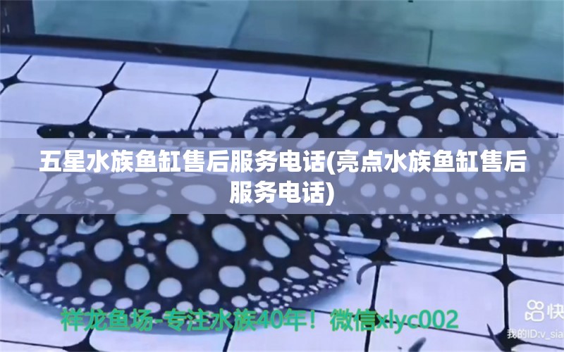 五星水族鱼缸售后服务电话(亮点水族鱼缸售后服务电话) 绿皮辣椒小红龙