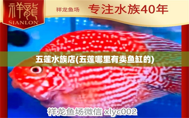 五莲水族店(五莲哪里有卖鱼缸的)