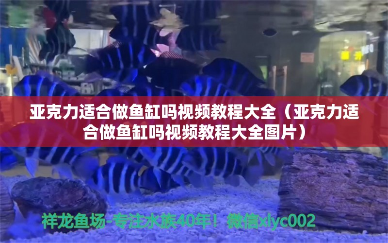 亚克力适合做鱼缸吗视频教程大全（亚克力适合做鱼缸吗视频教程大全图片）