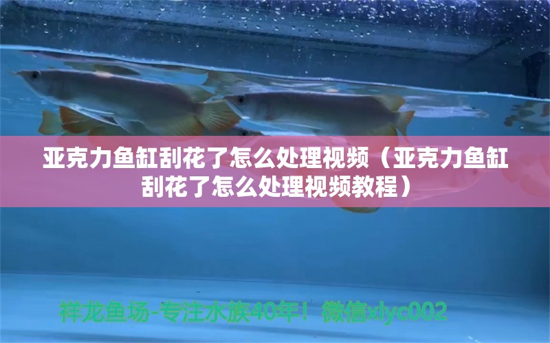 亚克力鱼缸刮花了怎么处理视频（亚克力鱼缸刮花了怎么处理视频教程）