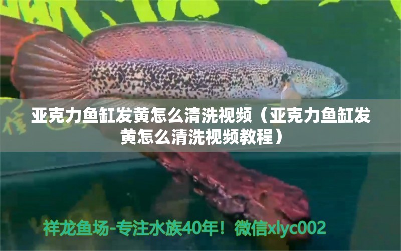 亚克力鱼缸发黄怎么清洗视频（亚克力鱼缸发黄怎么清洗视频教程）