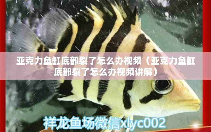 亚克力鱼缸底部裂了怎么办视频（亚克力鱼缸底部裂了怎么办视频讲解）