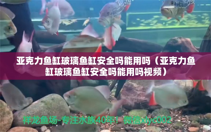 亚克力鱼缸玻璃鱼缸安全吗能用吗（亚克力鱼缸玻璃鱼缸安全吗能用吗视频） 祥龙水族医院