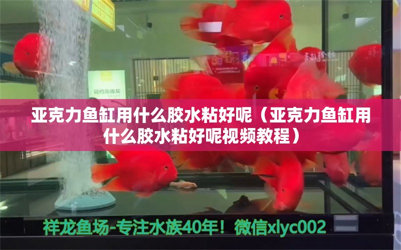 亚克力鱼缸用什么胶水粘好呢（亚克力鱼缸用什么胶水粘好呢视频教程） 蓝底过背金龙鱼