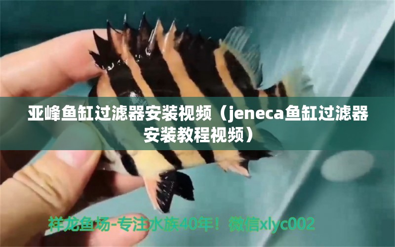 亚峰鱼缸过滤器安装视频（jeneca鱼缸过滤器安装教程视频） 祥龙鱼场