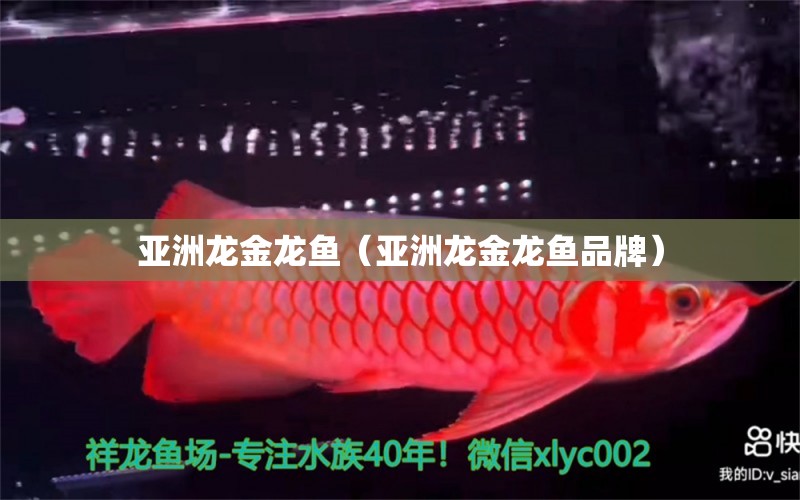 亚洲龙金龙鱼（亚洲龙金龙鱼品牌） 祥龙水族医院