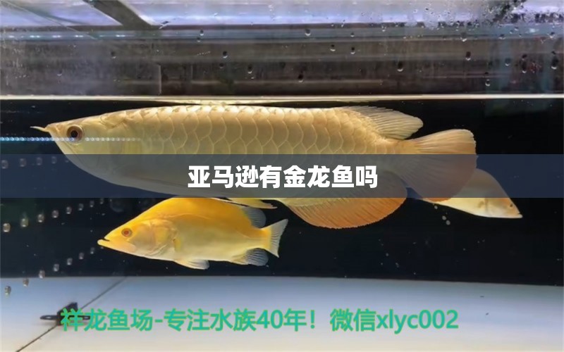 亚马逊有金龙鱼吗